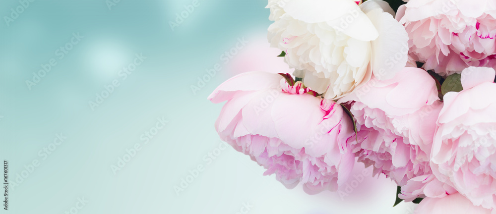 Świeże kwiaty piwonii w odcieniach różowym z bliska na niebieskim tle banner <span>plik: #167601317 | autor: neirfy</span>