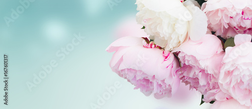 Fresh peony flowers colored in shades of pink close up on blue background banner