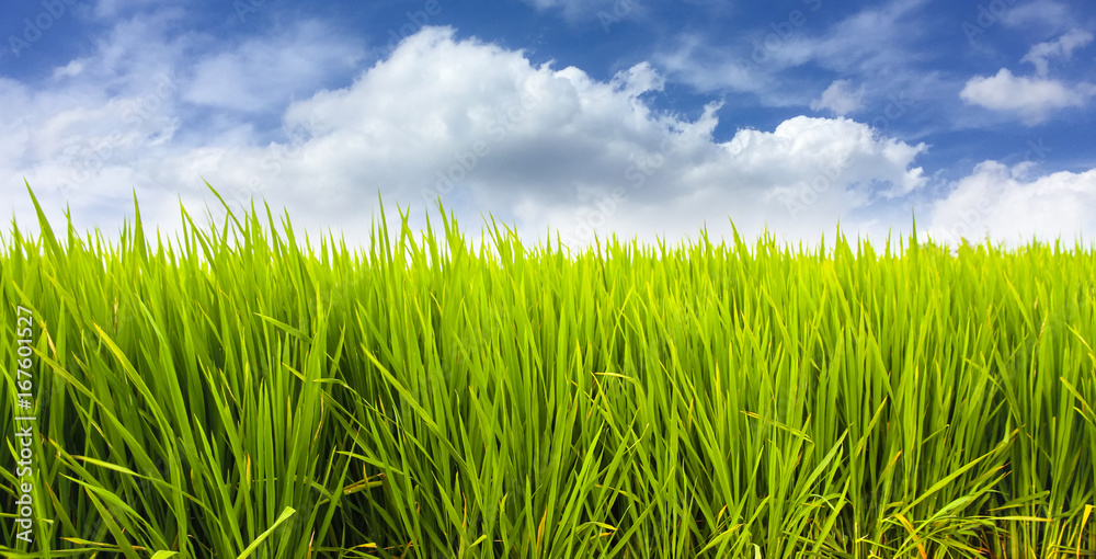 Fototapeta premium Green rice paddy field plantation in Asia against a beautiful blue sky with white clouds. Concept for Asia, plantation, rice terrace, food farming, organic, bio, natural, fair trade.
