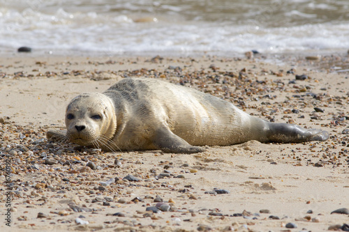 A Common or Harbour Seal pup, Phoca vitulina, resting on the sandy beach.