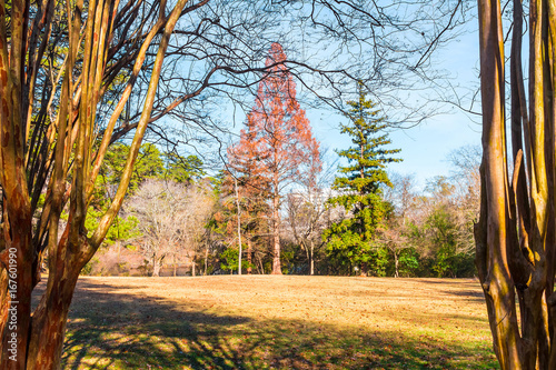 The large glade and leopard trees in the Lullwater Park in sunny autumn day, Atlanta, USA. photo