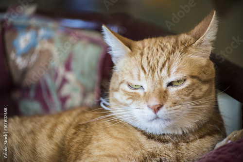Fototapeta Naklejka Na Ścianę i Meble -  Closeup of annoyed or sleepy Orange tabby male cat with half closed green eyes and ears back lying on mauve chair