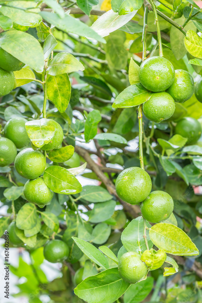 Green lemons (limes) on tree.