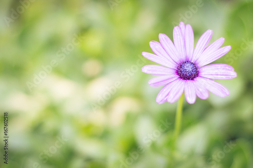 Pretty purple daisy on a green background with dark center