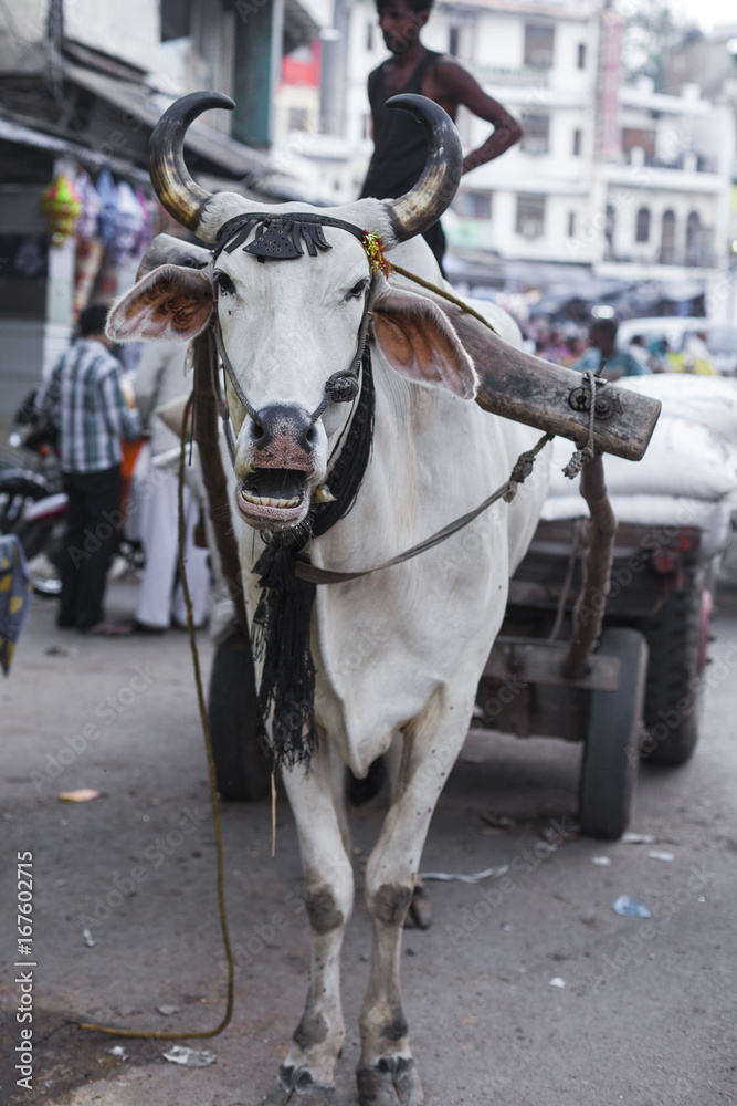 The cow carries a cart on the streets in Delhi The cow carries a cart on the streets in Delhi