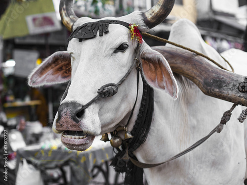 The cow carries a cart on the streets in Delhi © Curioso.Photography