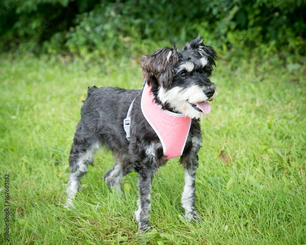 A small mixed breed dog in a harness A small mixed breed dog in a harness