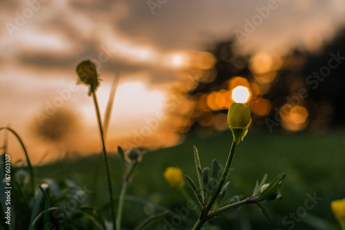 Yellow flowers golden our sunset out of focus