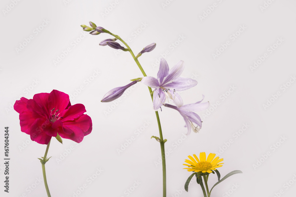 Three isolated meadow flowers on the white background