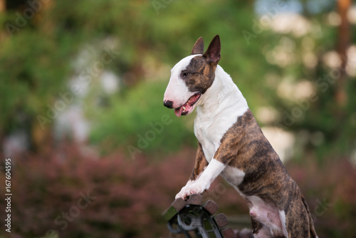 Stampa su Tela english bull terrier dog portrait outdoors