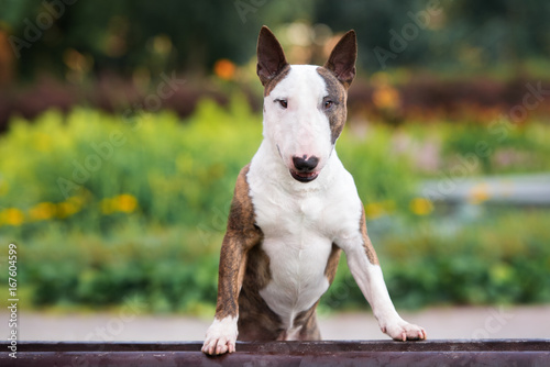 Fototapeta beautiful english bull terrier dog portrait