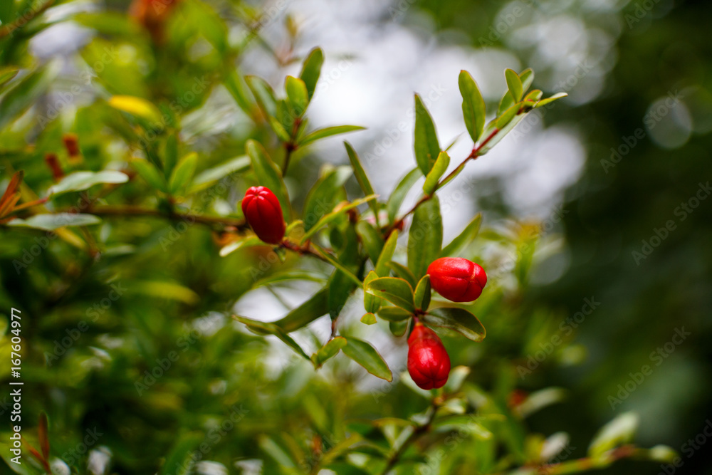 pomegranate, botanical name Punica granatum, is a fruit-bearing deciduous shrub