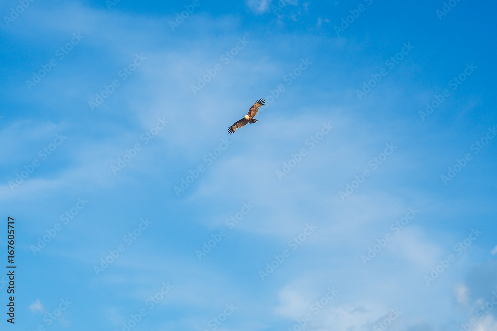 Eagle in the blue sky.