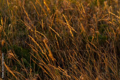 detail view of culm at sundown