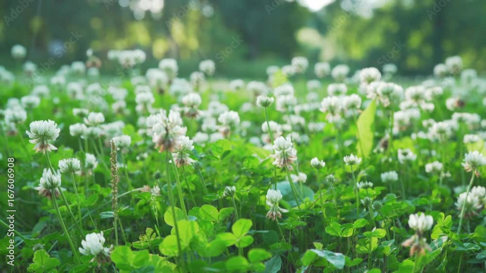 handheld shot of meadow full of clover flowers handheld shot of meadow full of clover flowers