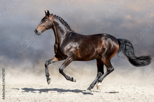 Bay horse run gallop in desert
