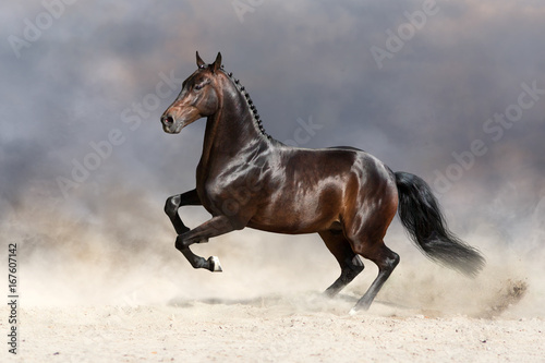 Bay stallion run fast in dust 