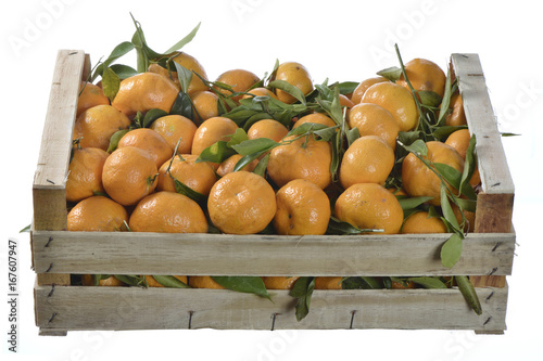 Italy  Tangerines just picked up from the tree.