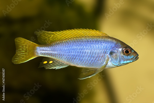 Yellow-tail Acei Cichlid Pseudotropheus aquarium fish