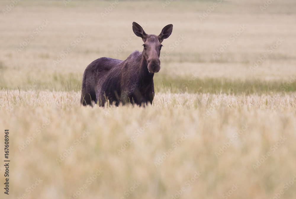 Fototapeta premium Moose out in the field
