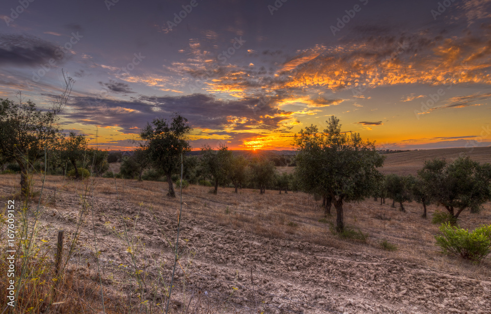 Sunset in the Field 