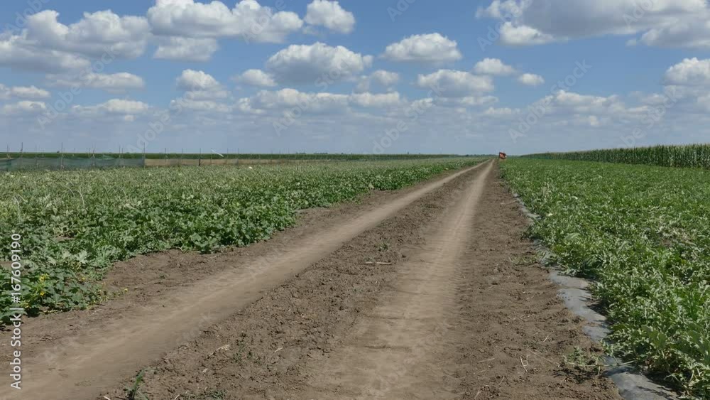 Watermelon and melon fruit plants in field with dirty road and beautiful sky Watermelon and melon fruit plants in field with dirty road and beautiful sky