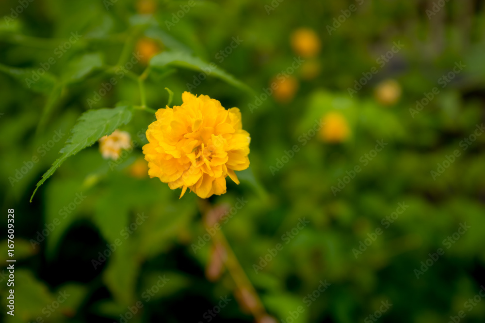 Single yellow flower in a flower garden close up Single yellow flower in a flower garden close up
