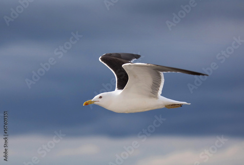 Canvas Print Lesser black-backed gull