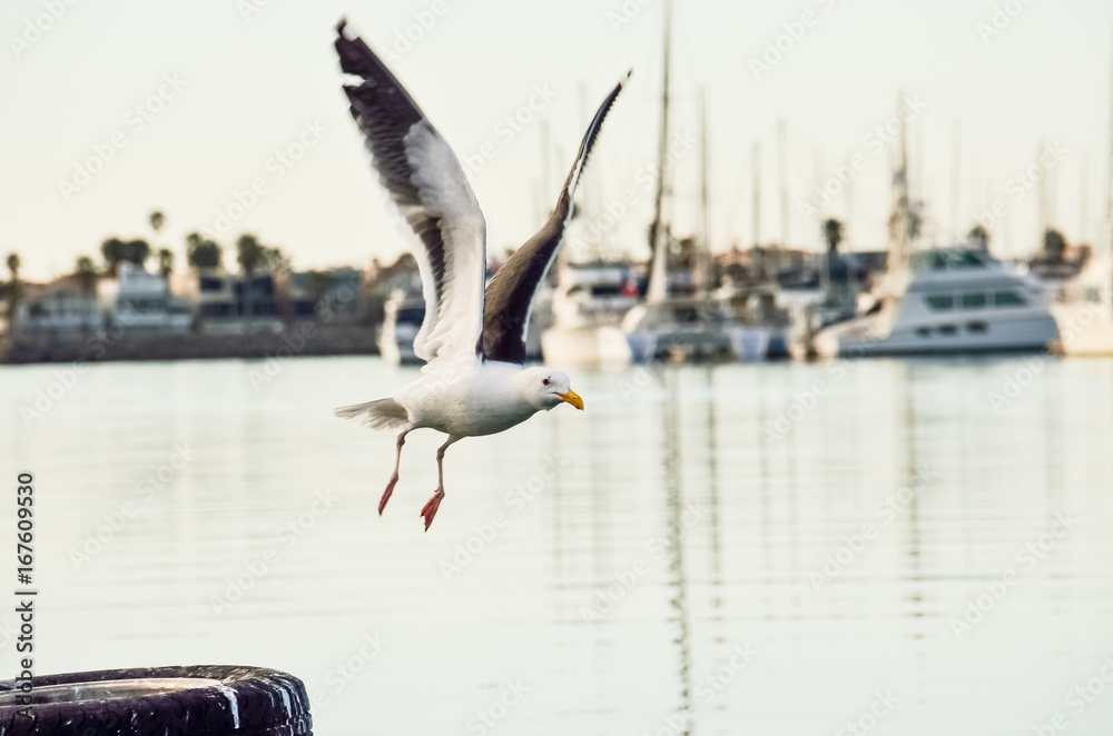 One seagull flying from pier in Oxnard harbor with boats