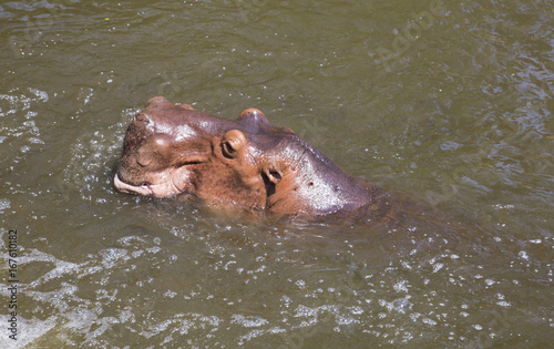 Wading Hippo