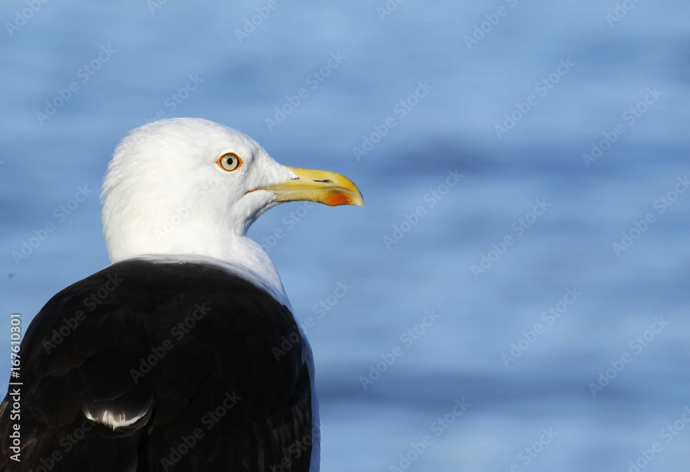 Adult Lesser Black-backed Gull, Larus fuscus, in Seurasaari Island in Helsinki, Finland. Adult Lesser Black-backed Gull, Larus fuscus, in Seurasaari Island in Helsinki, Finland.