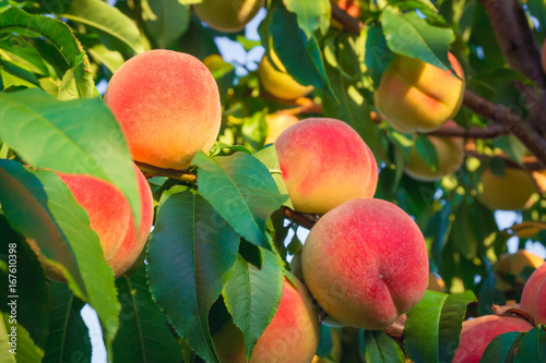 Fototapeta Peaches growing on a tree