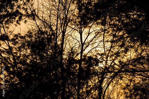 Silhouettes of tree branches isolated against brown sky during sunset in winter