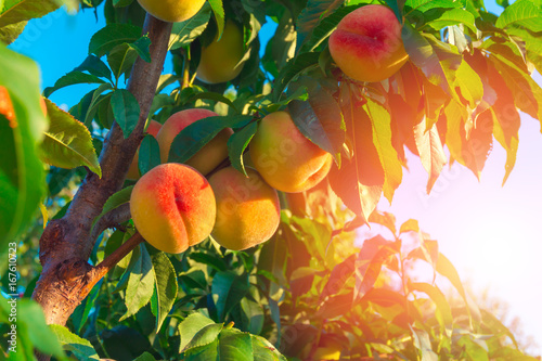 Obraz na plátně Peaches growing on a tree