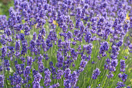Lavendel, Lavandula