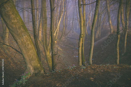 Fototapeta Naklejka Na Ścianę i Meble -  Magic dark forest.