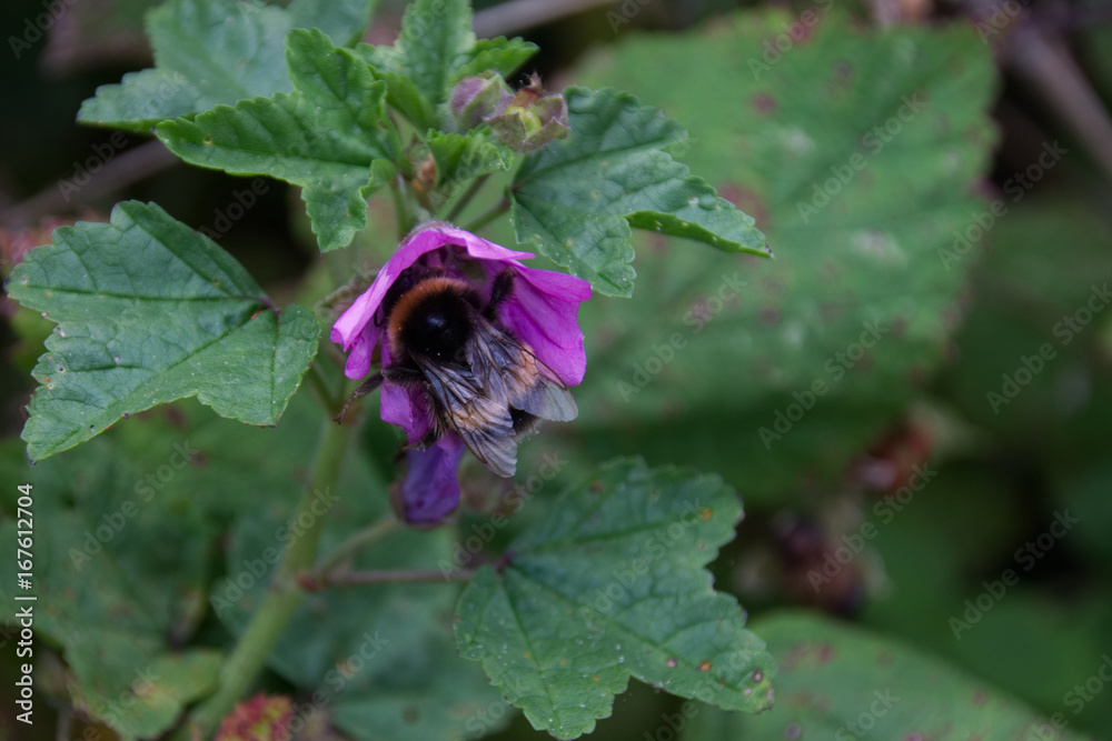 Bumblebee collecting nectar pollen from a purple wild flower Bumblebee collecting nectar pollen from a purple wild flower