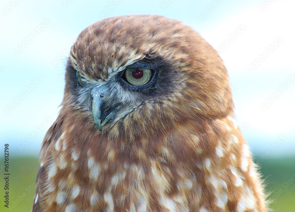 Female Southern Boobook owl . Bird of prey Female Southern Boobook owl . Bird of prey