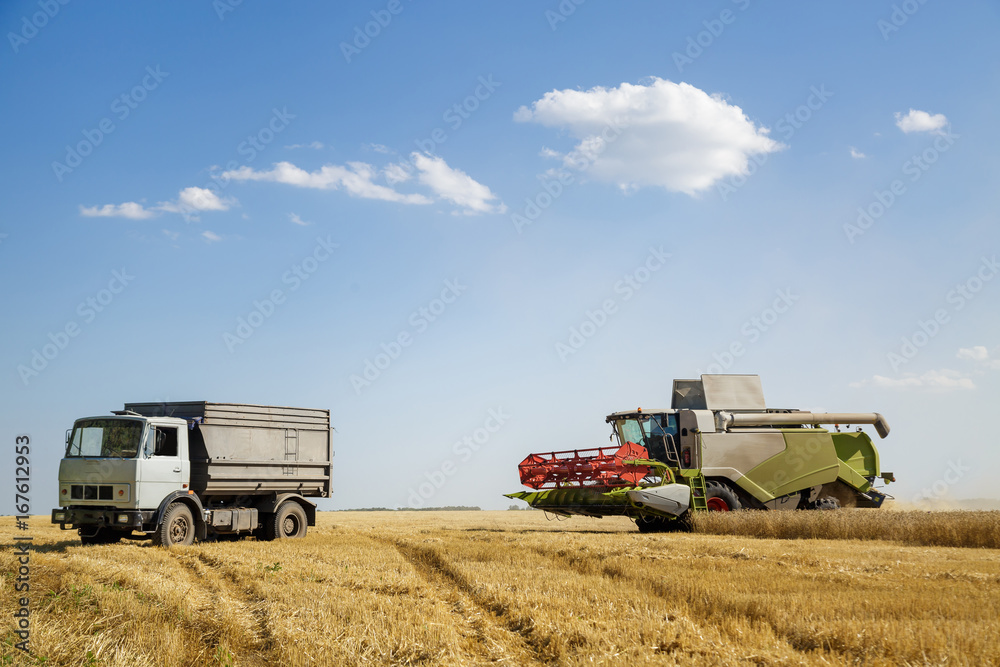 Fototapeta premium Working combine harvester in a wheat field. Agricultural background.