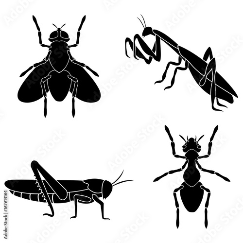 A set of insects consists of an ant, a fly, a mantis and a locust or a cricket