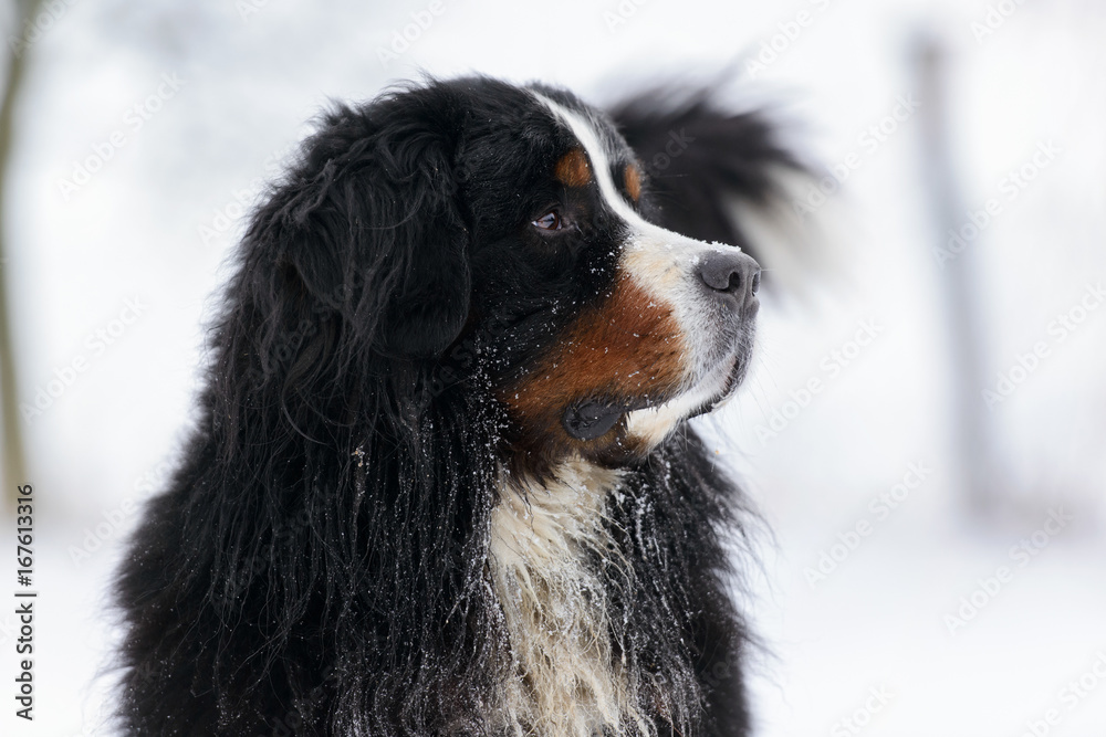 Bernese Mountain dog portrait in the snow
