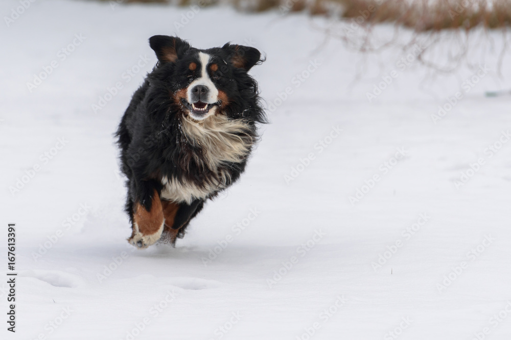 Naklejka premium Bernese Mountain Dog running in the snow
