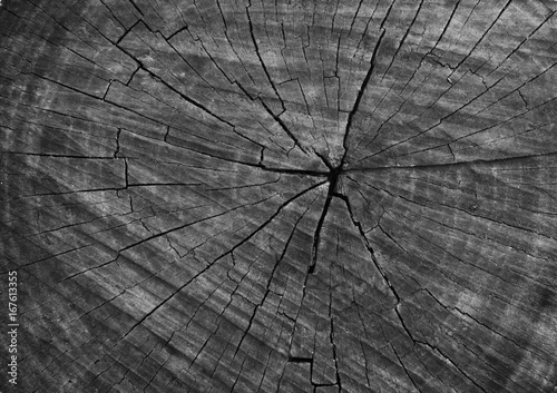 Black old wood texture as background, tree cross section