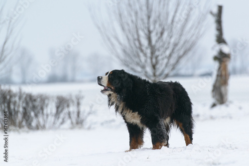 Bernese Mountain Dog cries in the snow