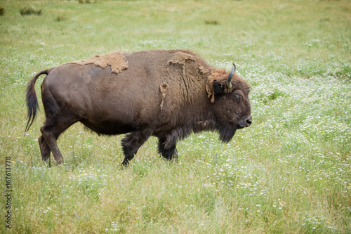 American Buffalo