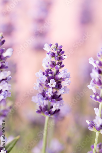 Lavender flowers.