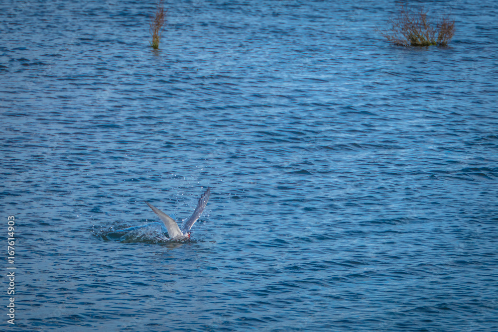 Fototapeta premium Bird getting ready to dive looking for some food