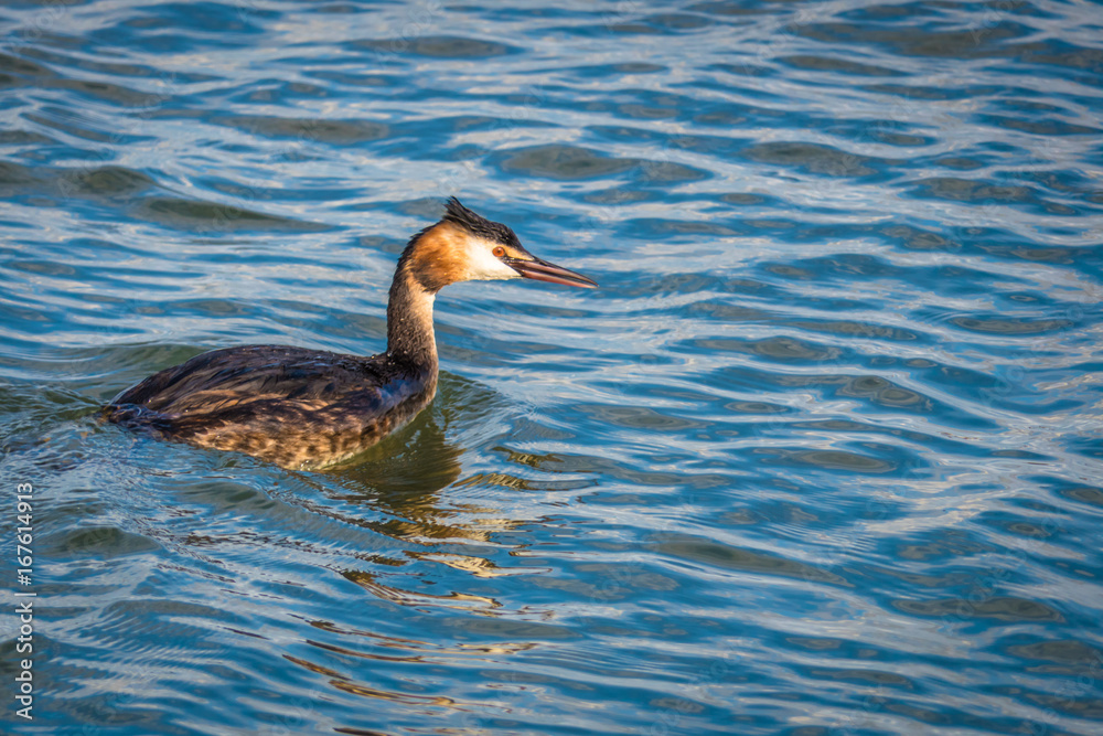 Bird getting ready to dive looking for some food