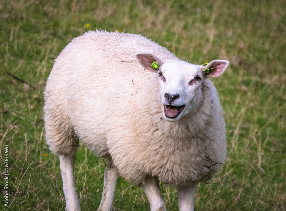 Obraz premium Sheep bleating towards other sheeps on a hill near a nature reserve