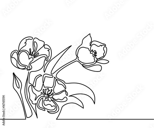 Fototapeta Beautiful flowers tulips. Continuous line drawing. Vector illustration